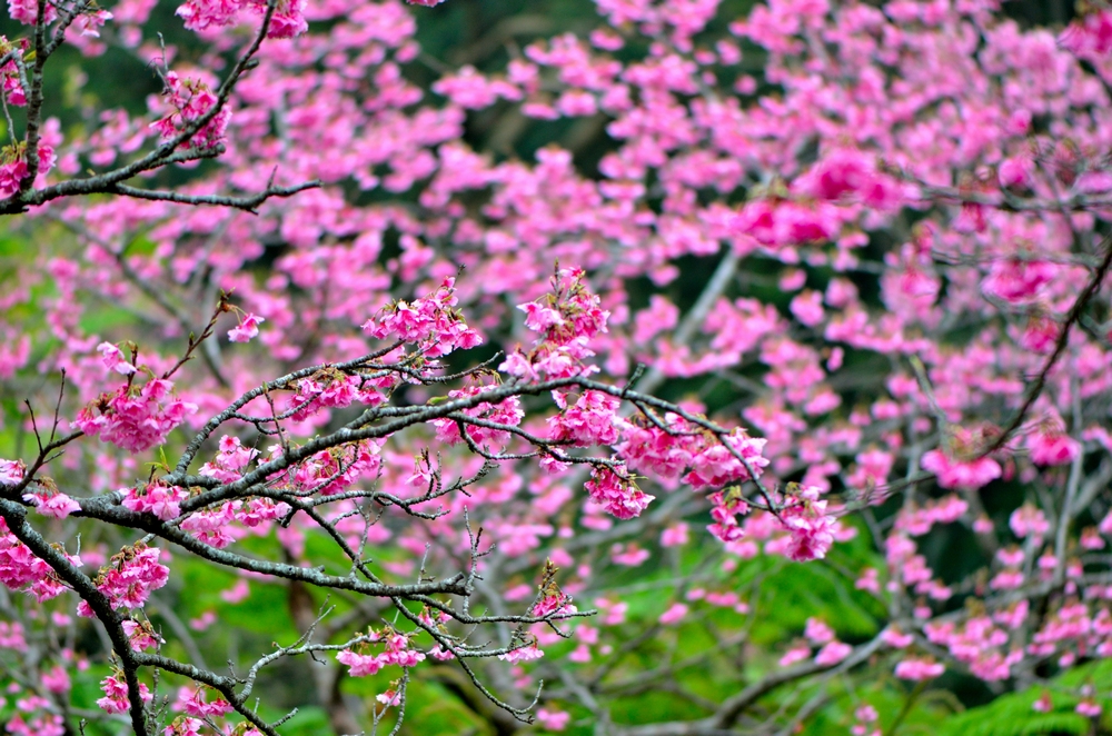 南国特有のカンヒザクラ　八重岳桜の森公園